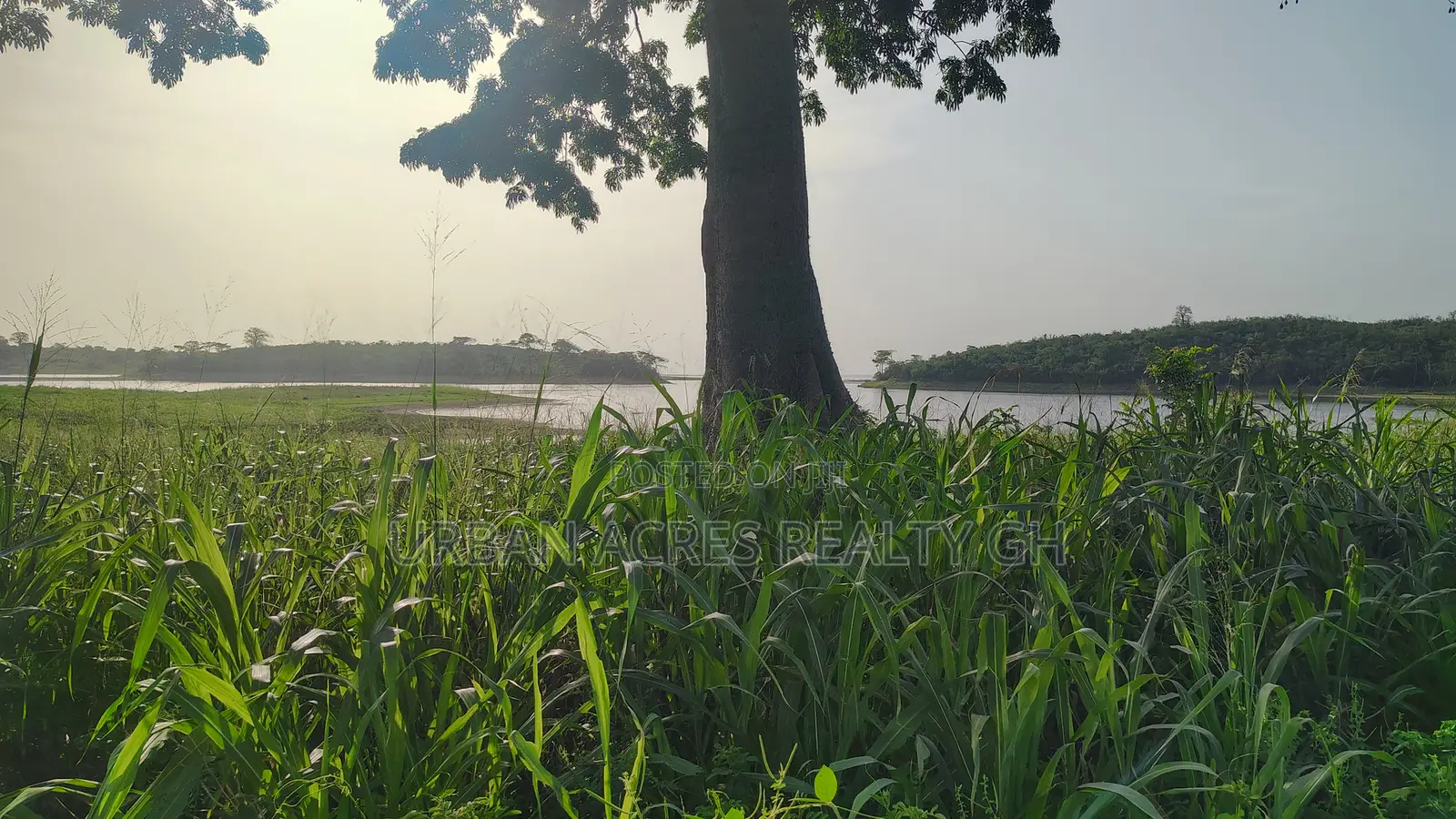 V/R, Tongor (Kaira) _ 10.64 Acres Irrigable Farmland