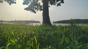 V/R, Tongor (Kaira) _ 10.64 Acres Irrigable Farmland