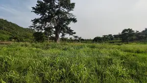 V/R, Tongor (Kaira) _ 10.64 Acres Irrigable Farmland