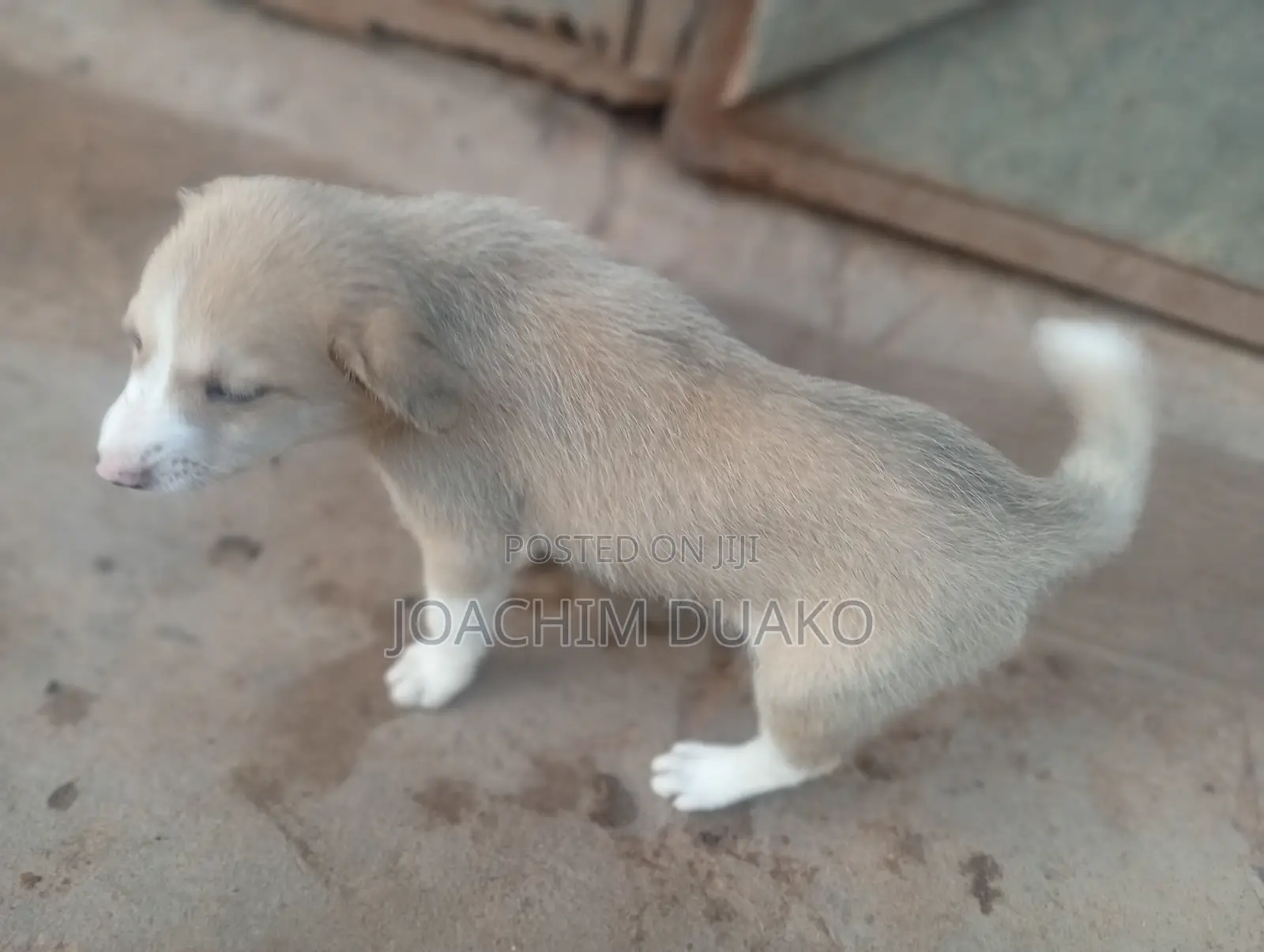 1-3 months Female Purebred Mongrel (No Breed)