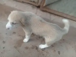 1-3 months Female Purebred Mongrel (No Breed)
