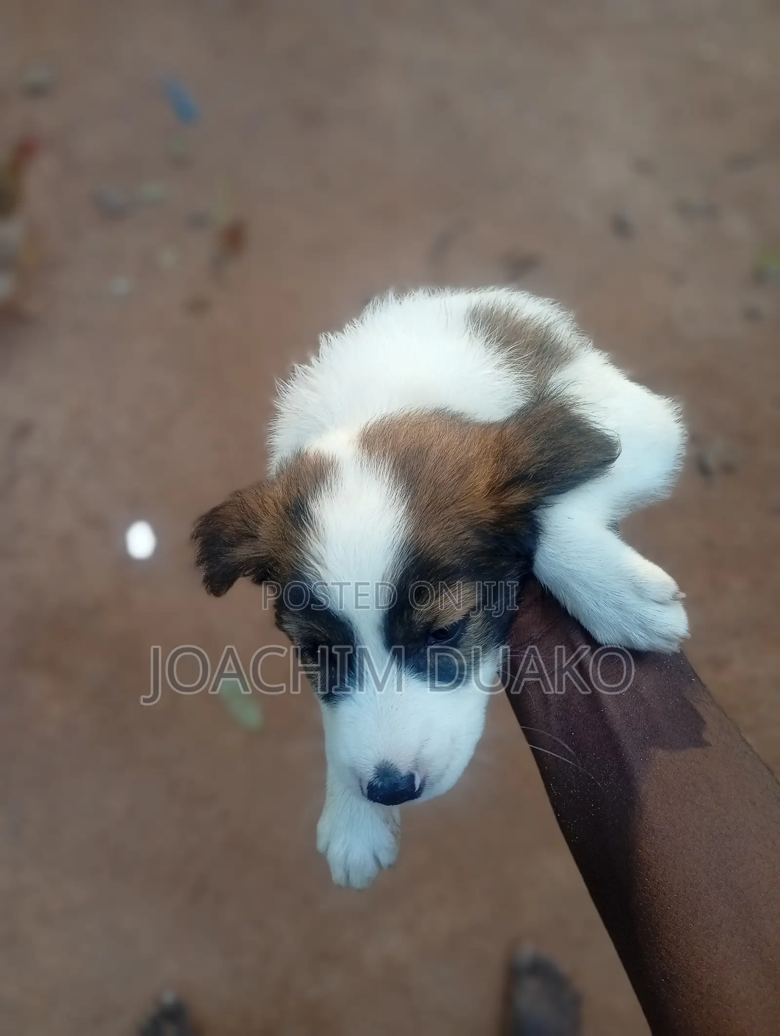 1-3 months Female Purebred Mongrel (No Breed)