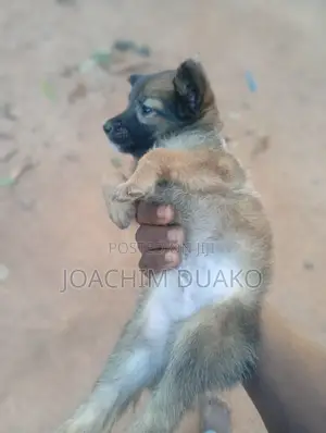1-3 months Female Purebred Mongrel (No Breed)