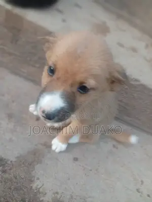 1-3 months Female Purebred Mongrel (No Breed)