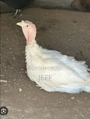 Turkey Birds