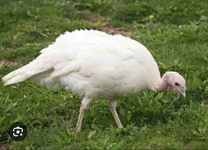 Turkey Birds