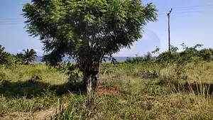 Volta Regn, Tongor (Dzemeni) _ 400 Acres Irrigable Farmland