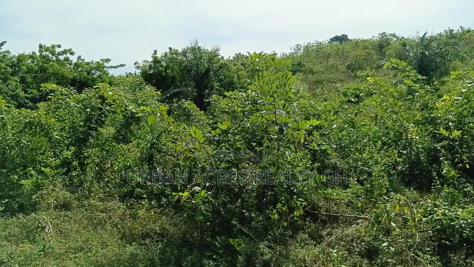 Volta Regn, Tongor (Dzemeni) _ 400 Acres Irrigable Farmland