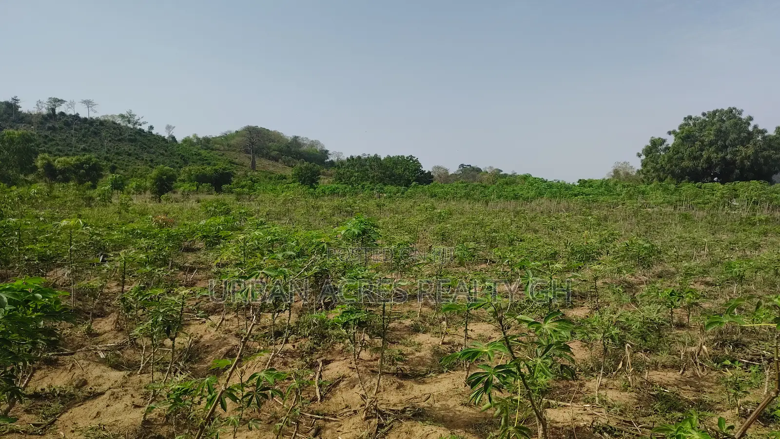 Volta Regn, Tongor (Dzemeni) _ 400 Acres Irrigable Farmland