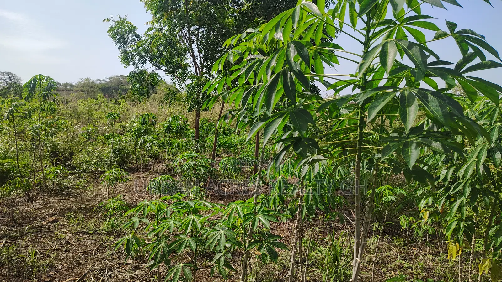 Volta Regn, Tongor (Dzemeni) _ 400 Acres Irrigable Farmland