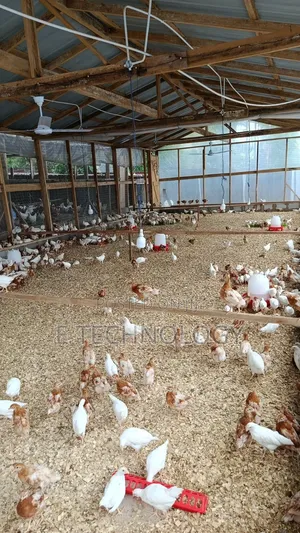 Poultry Farmers Assistant