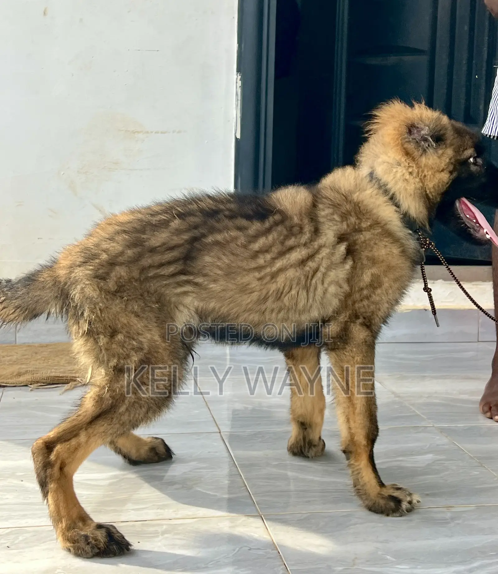 1-3 months Male Purebred Caucasian Shepherd