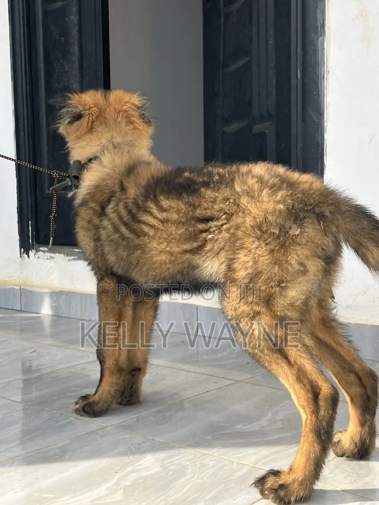 1-3 months Male Purebred Caucasian Shepherd