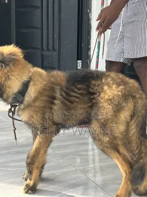 1-3 months Male Purebred Caucasian Shepherd