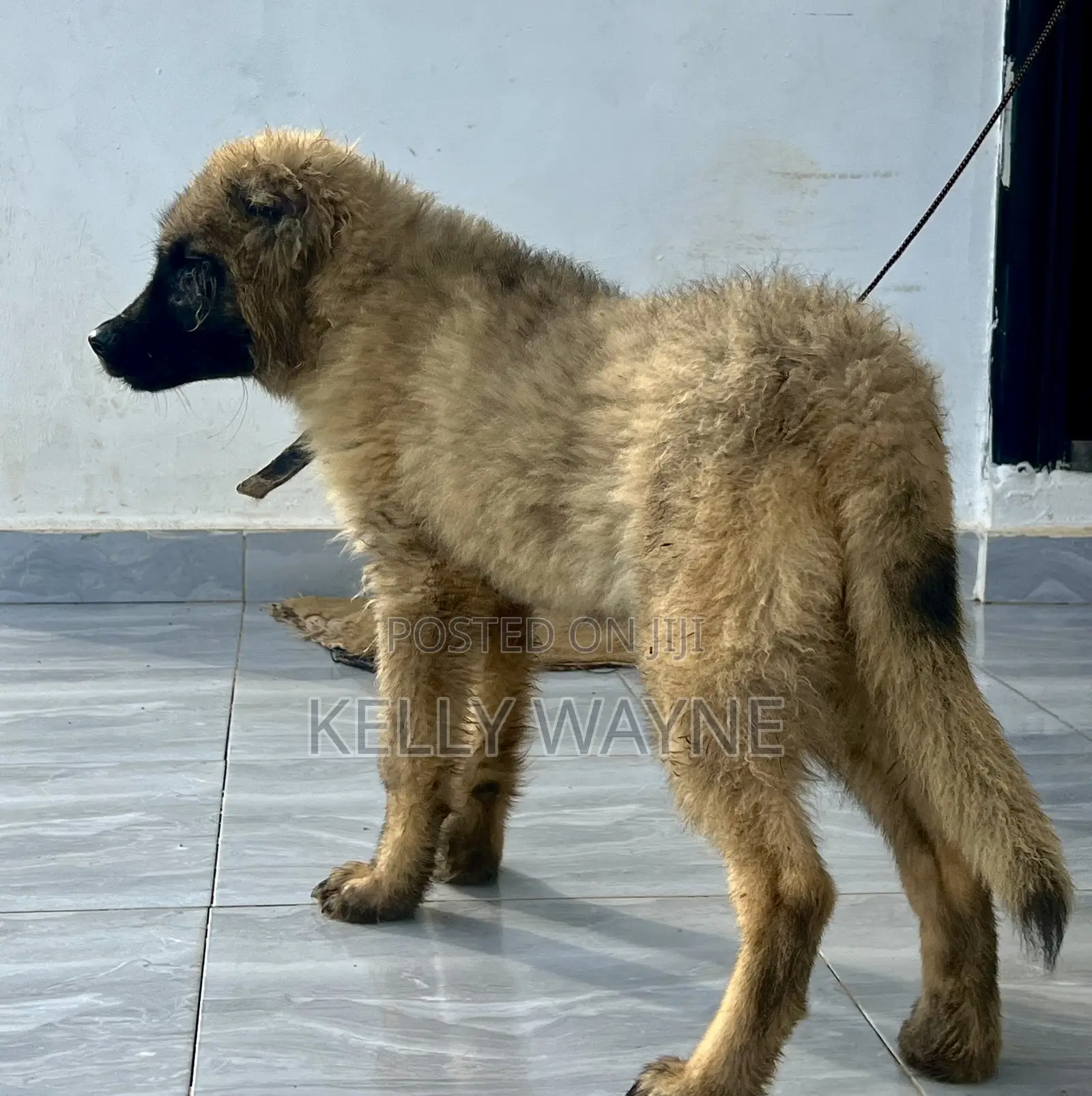 1-3 months Male Purebred Caucasian Shepherd