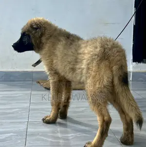1-3 months Male Purebred Caucasian Shepherd