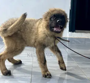 1-3 months Male Purebred Caucasian Shepherd