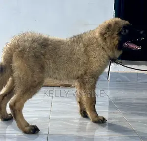 1-3 months Male Purebred Caucasian Shepherd