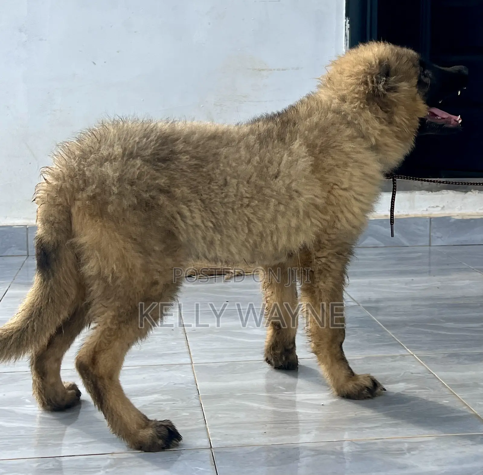 1-3 months Male Purebred Caucasian Shepherd
