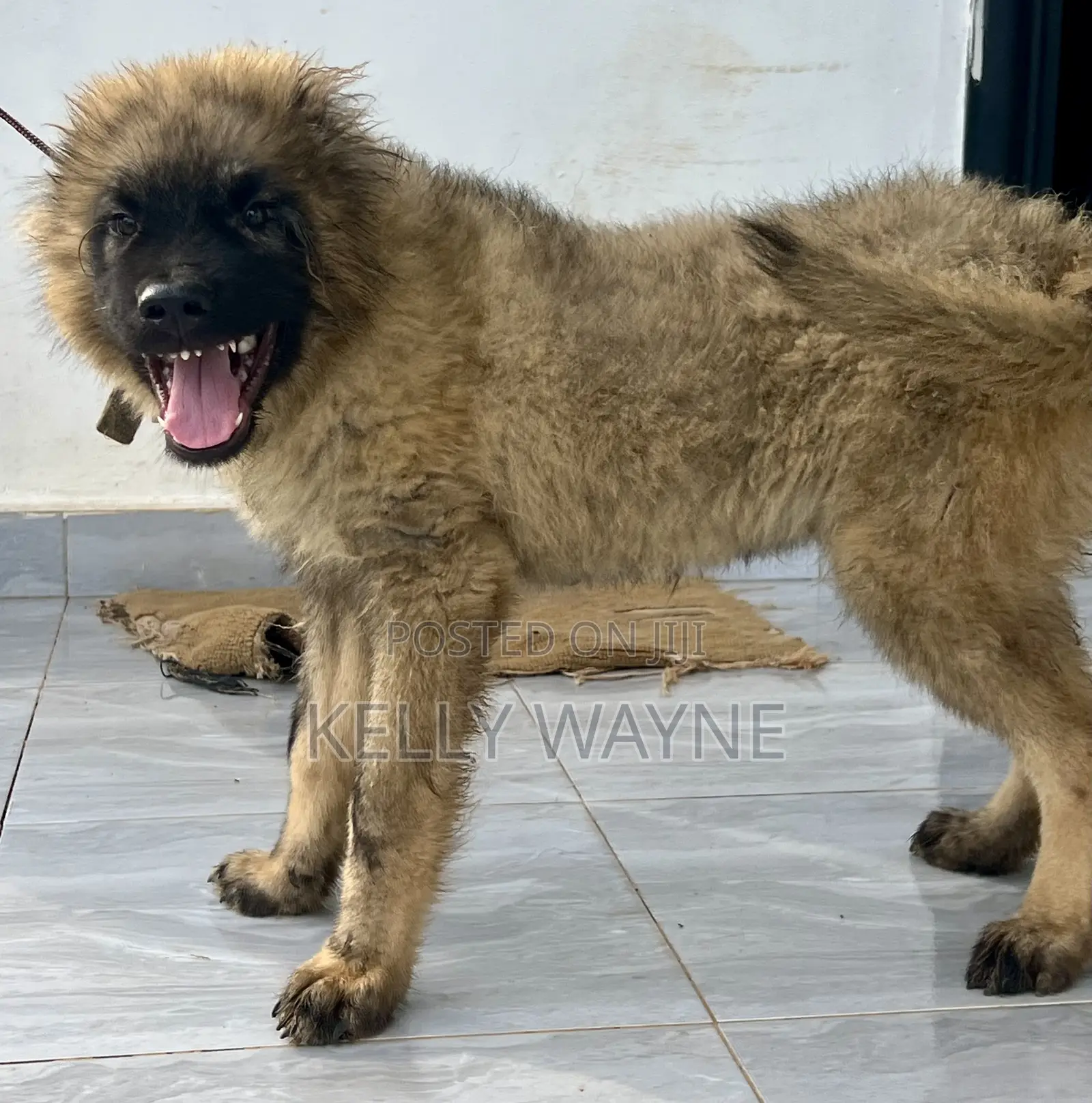 1-3 months Male Purebred Caucasian Shepherd