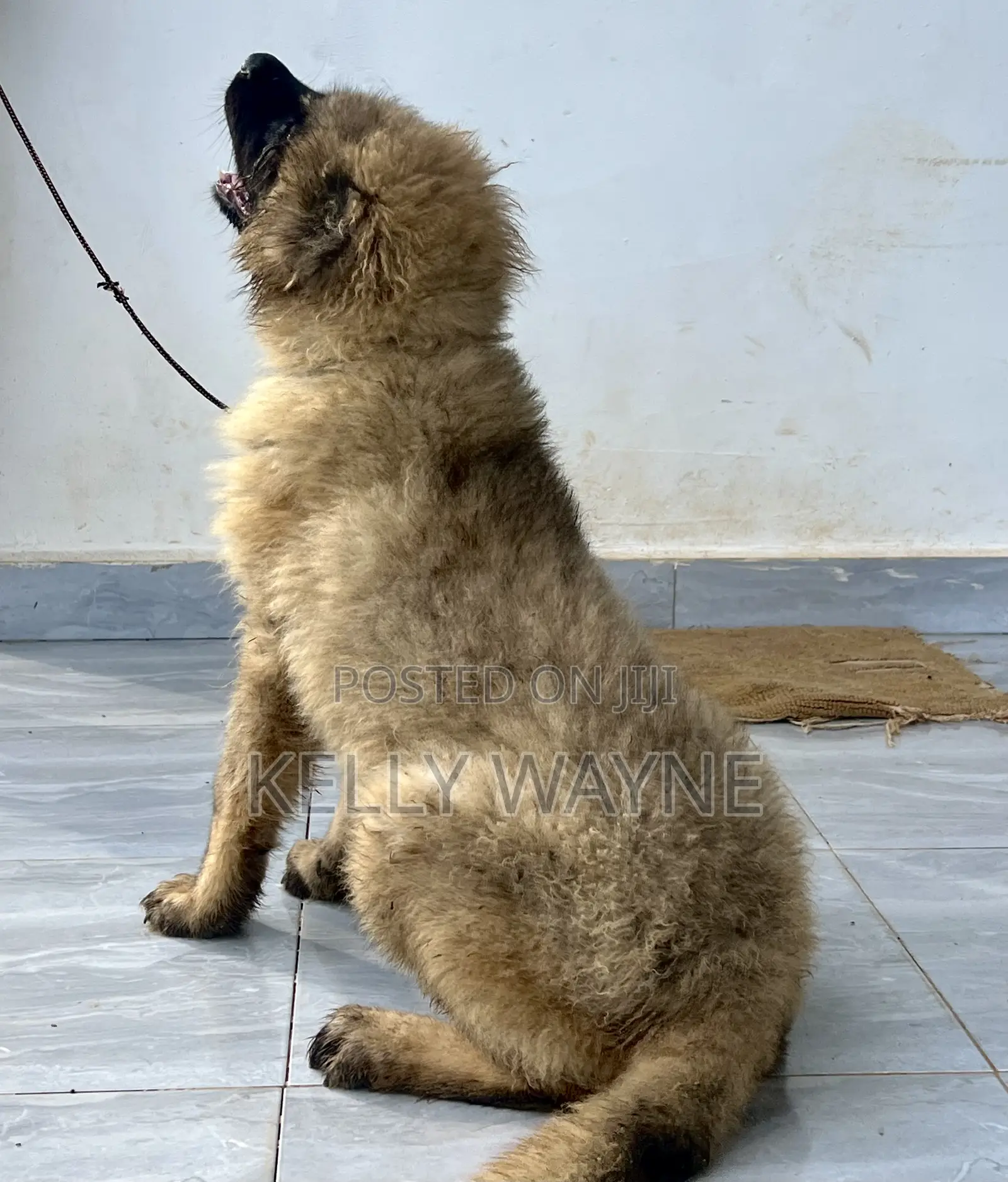 1-3 months Male Purebred Caucasian Shepherd