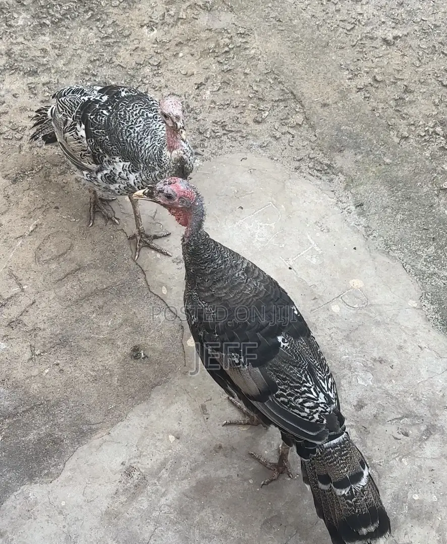 Turkey Birds