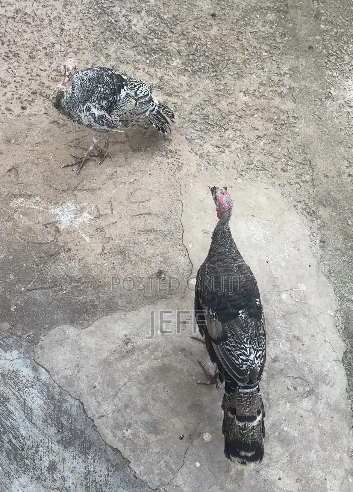 Turkey Birds