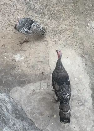 Turkey Birds