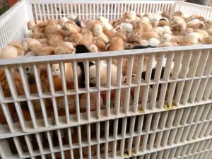 Noilers, Kroilers and Muscovy Ducklings for Sale