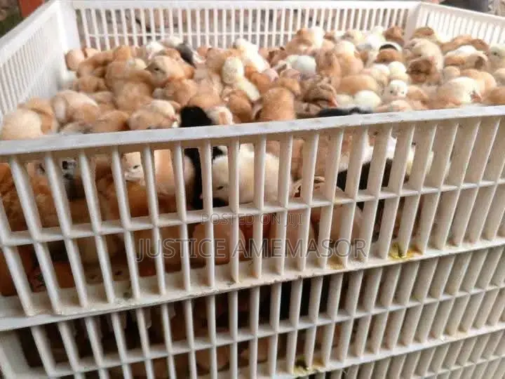 Noilers, Kroilers and Muscovy Ducklings for Sale