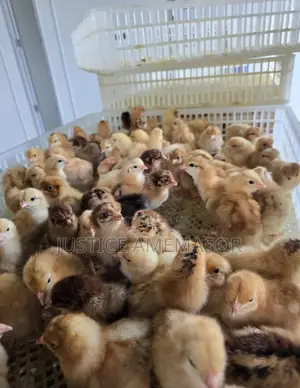 Noilers, Kroilers and Muscovy Ducklings for Sale