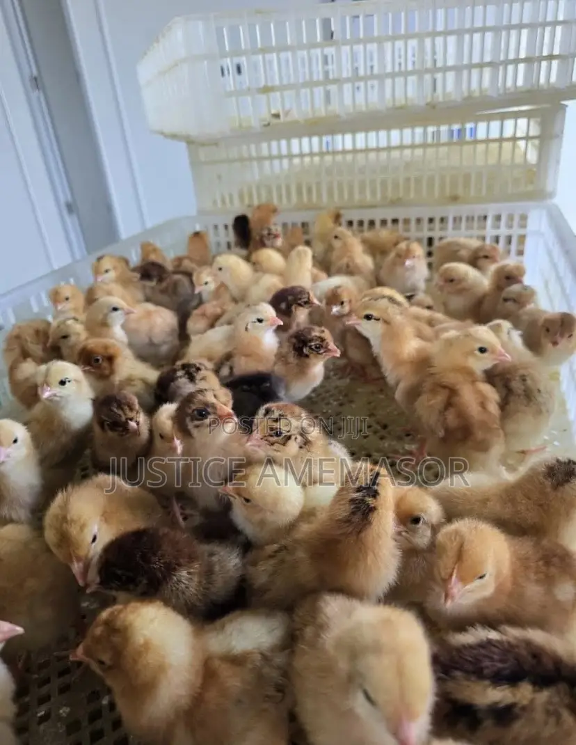 Noilers, Kroilers and Muscovy Ducklings for Sale