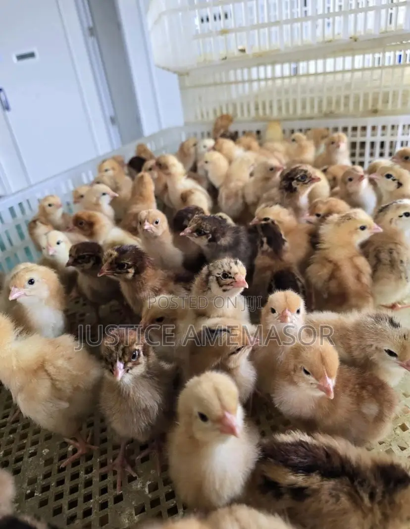 Noilers, Kroilers and Muscovy Ducklings for Sale