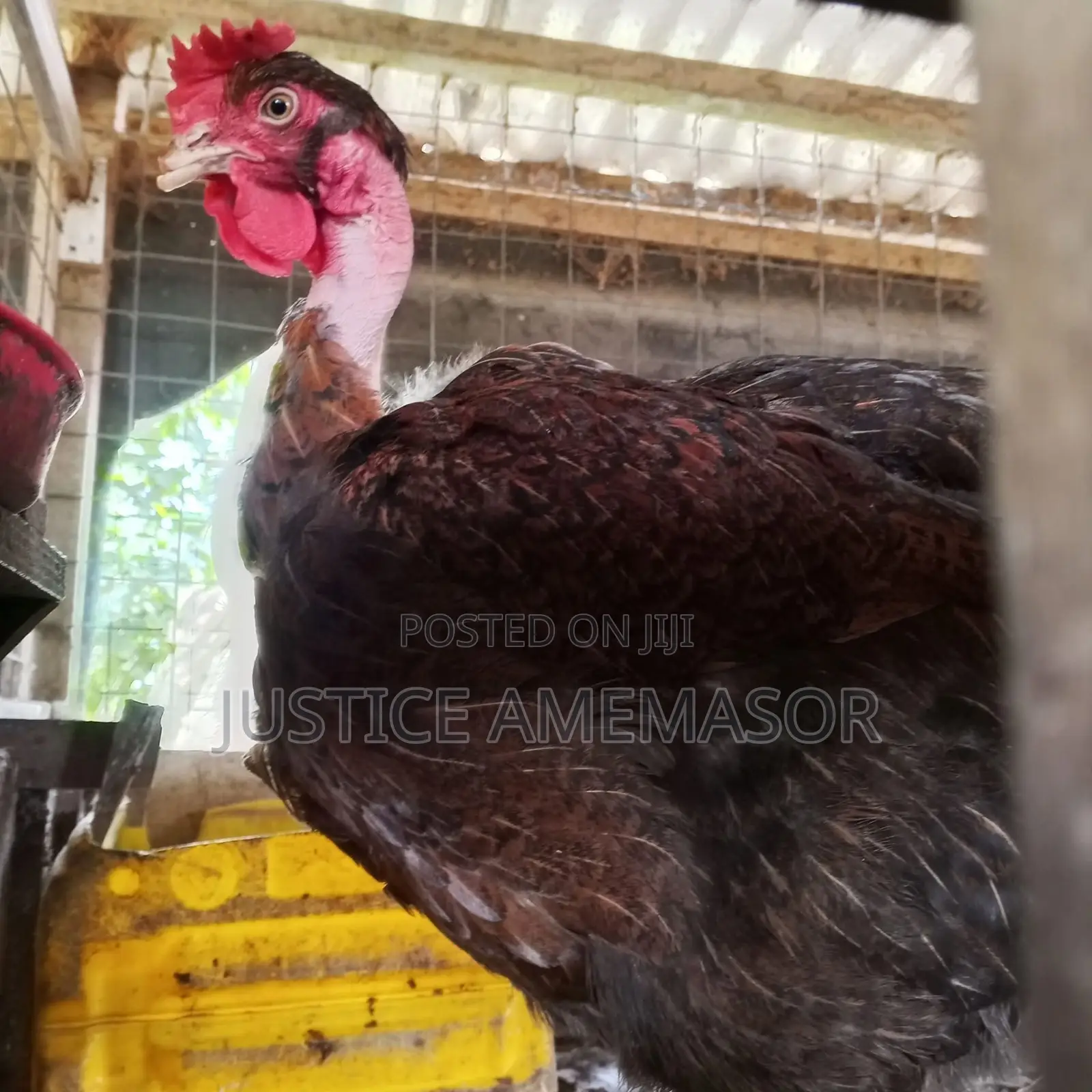 Noilers, Kroilers and Muscovy Ducklings for Sale