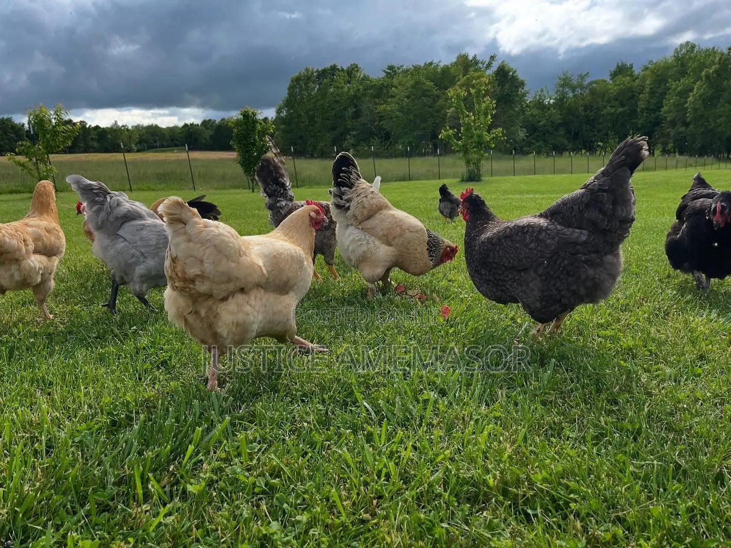 Noilers, Kroilers and Muscovy Ducklings for Sale