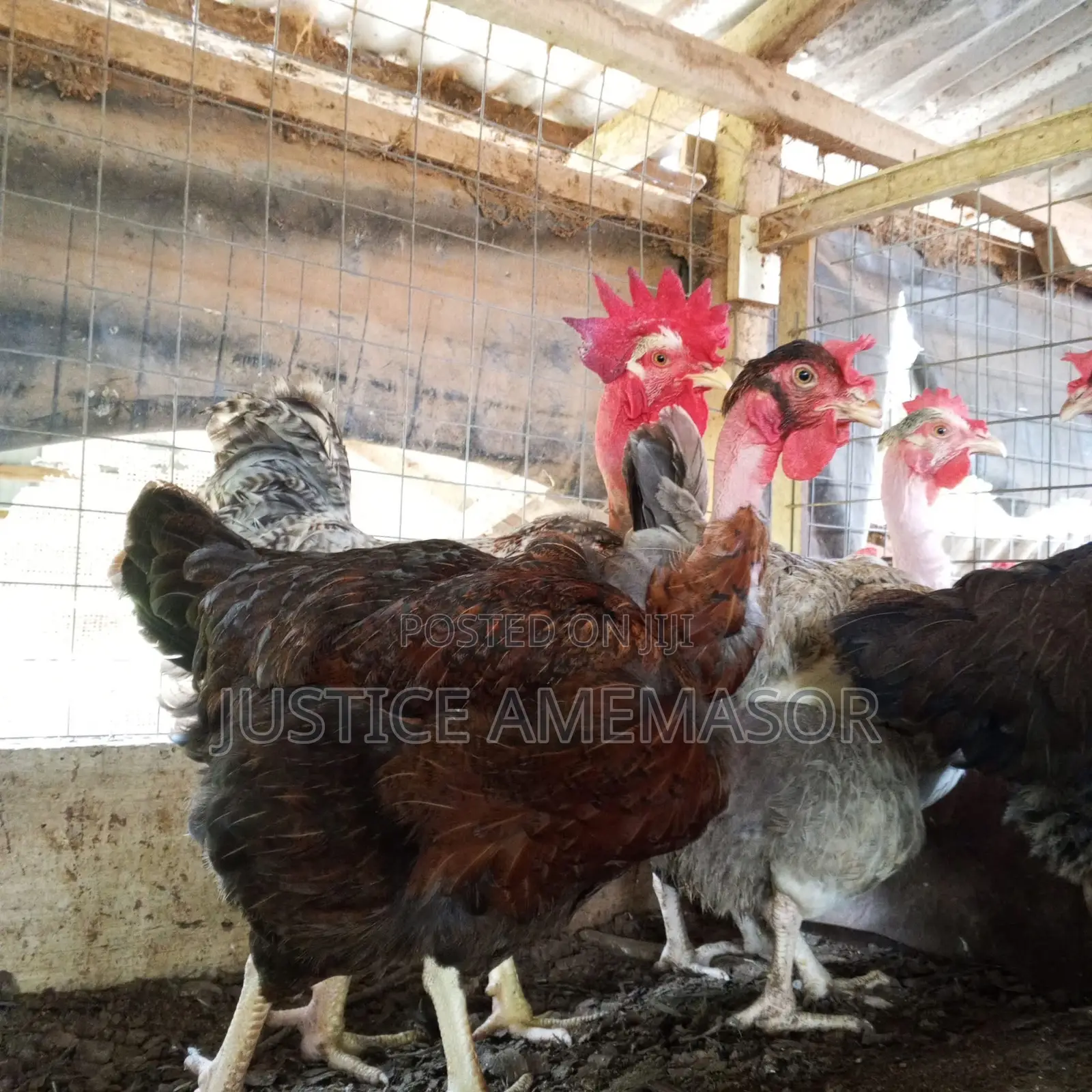 Noilers, Kroilers and Muscovy Ducklings for Sale