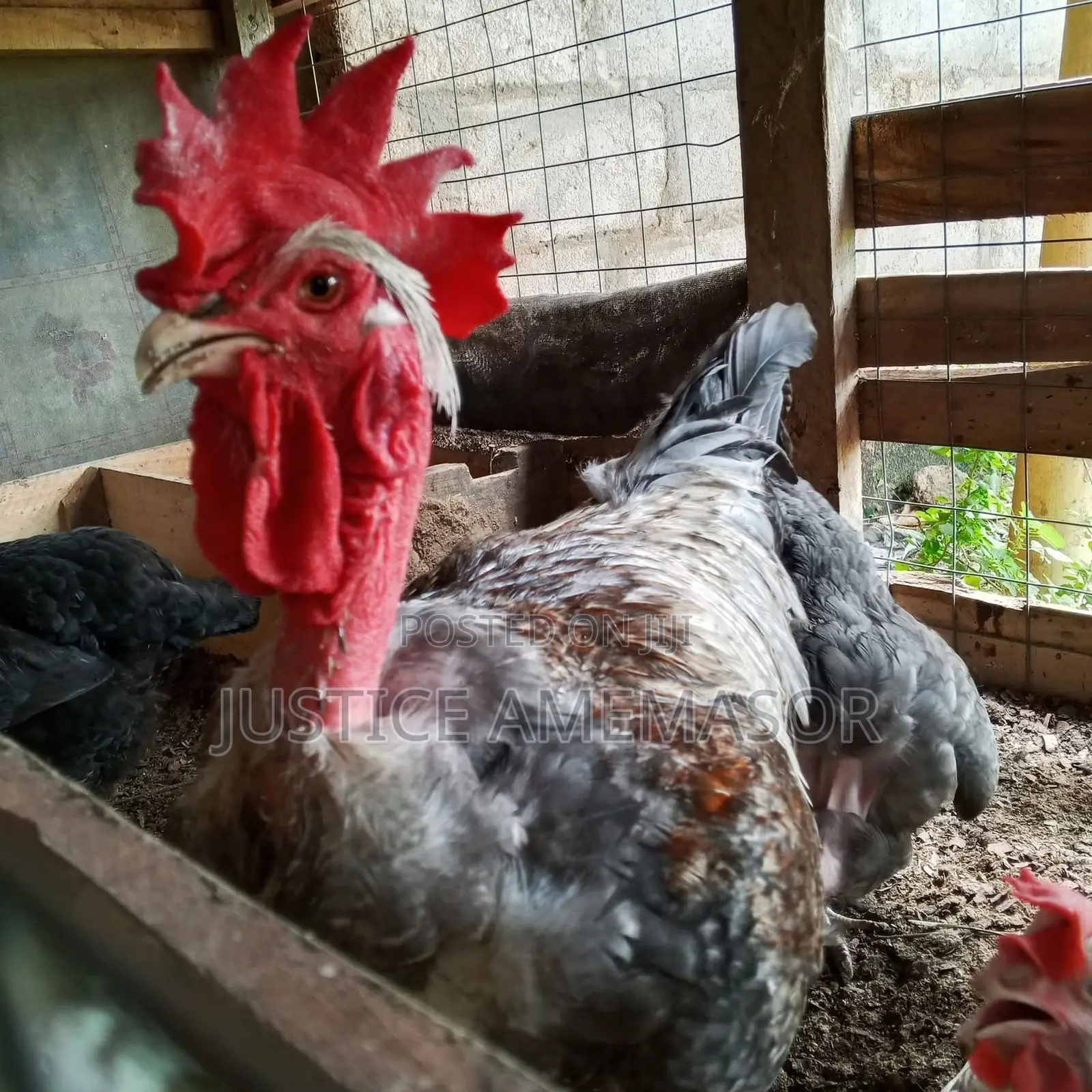Noilers, Kroilers and Muscovy Ducklings for Sale