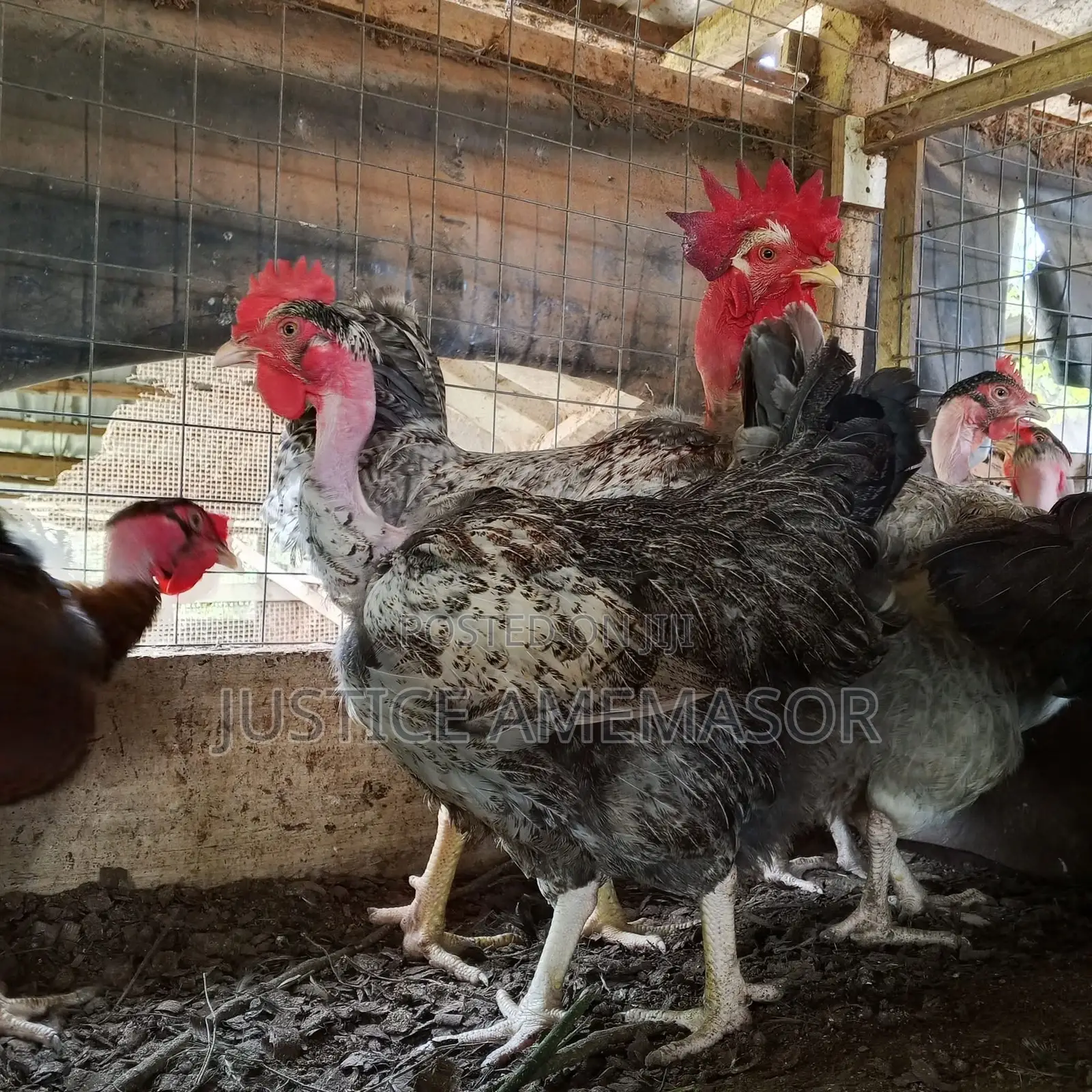 Noilers, Kroilers and Muscovy Ducklings for Sale