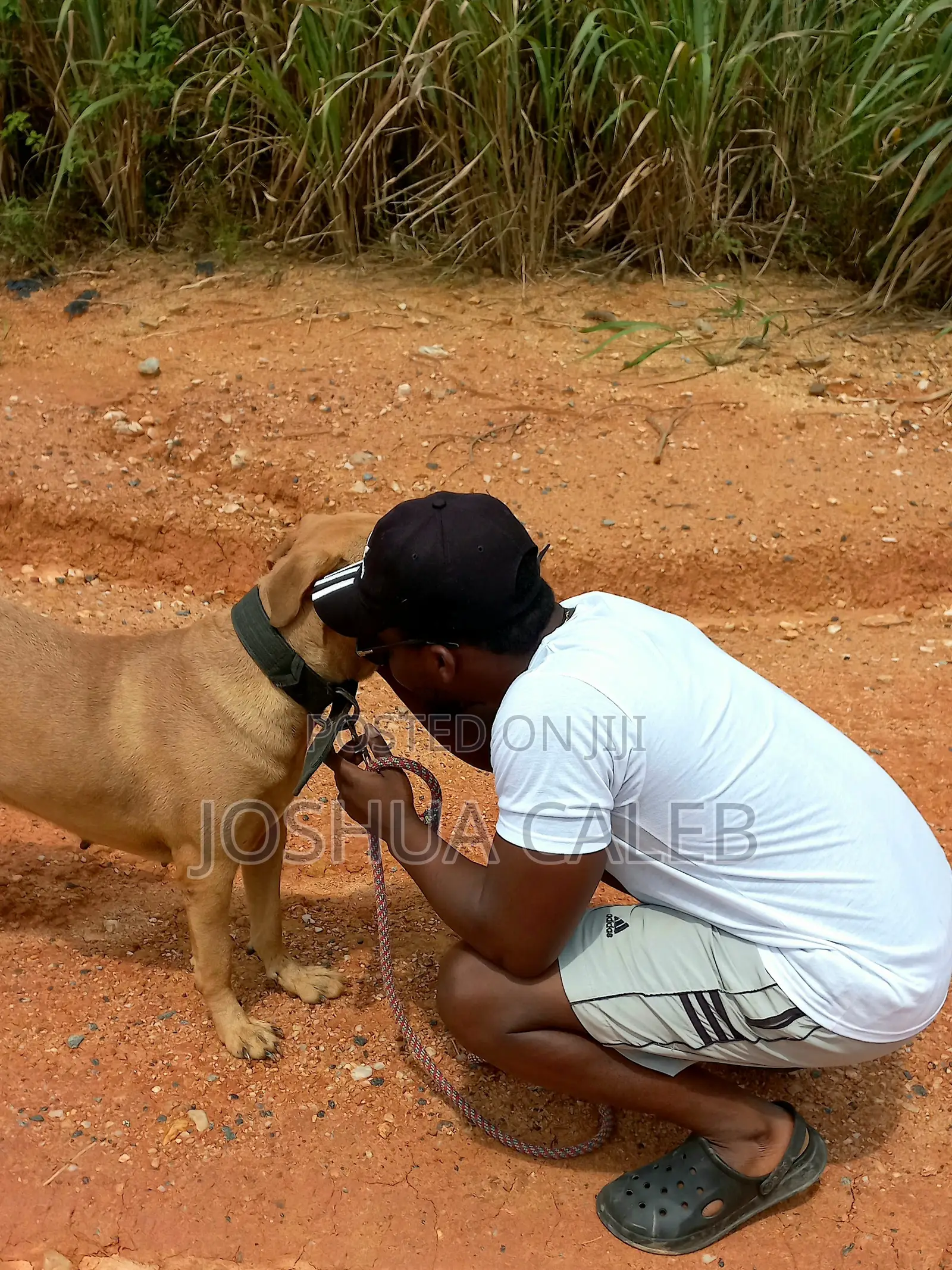 1+ year Female Mixed Breed Boerboel