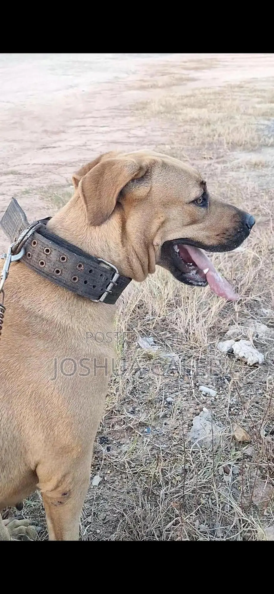 1+ year Female Mixed Breed Boerboel