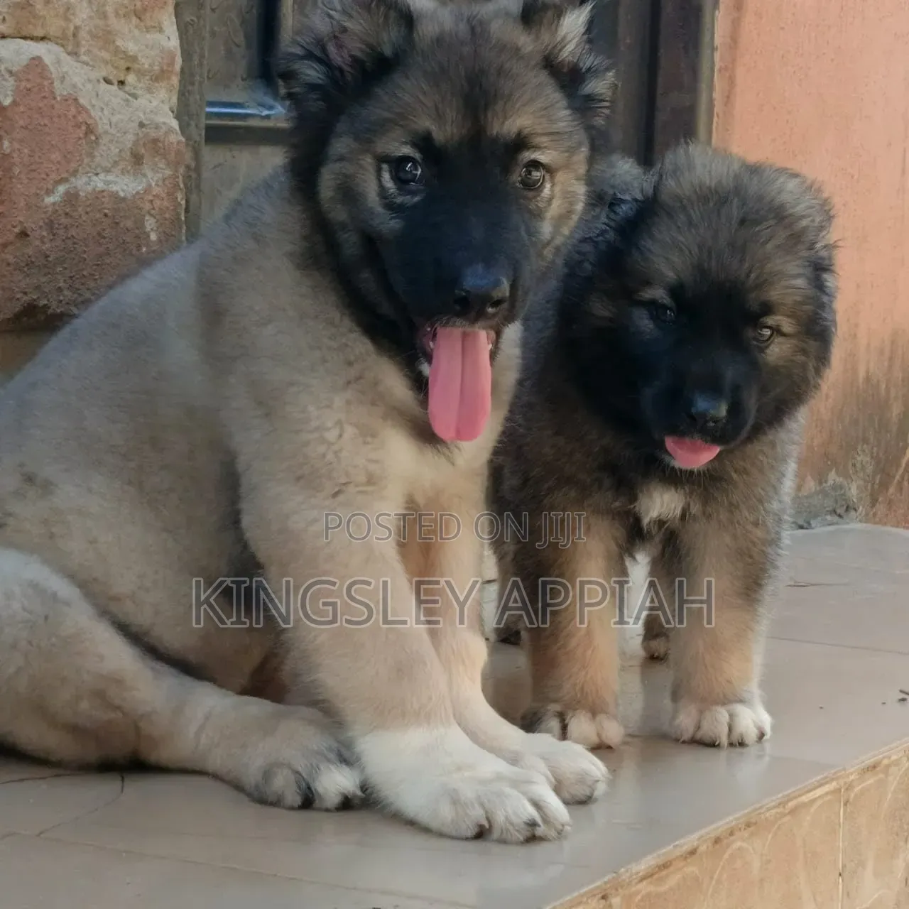 1-3 months Male Purebred Caucasian Shepherd
