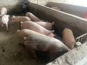 Pigs for Sale. GHS 28ghs/Kg