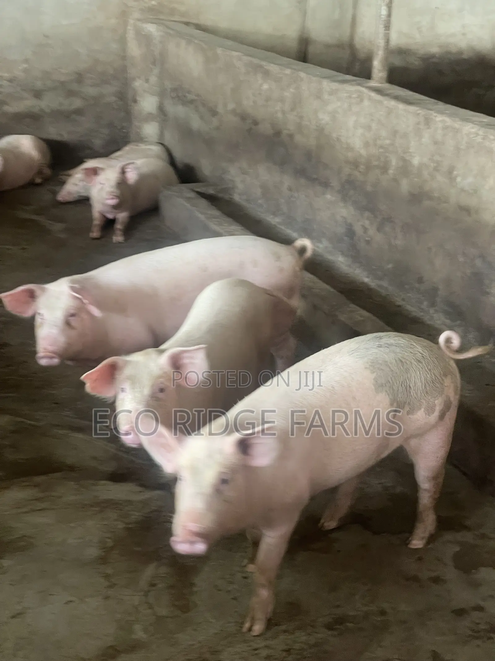 Pigs for Sale. GHS 28ghs/Kg
