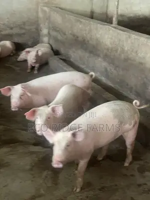 Pigs for Sale. GHS 28ghs/Kg
