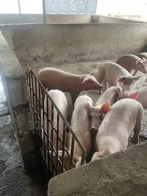 Pigs for Sale. GHS 28ghs/Kg