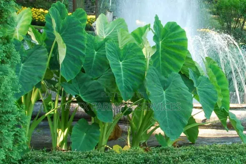 Water Leaf, Kokoo /Taro, &Typha. Etc