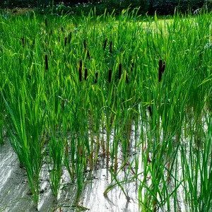 Water Leaf, Kokoo /Taro, &Typha. Etc