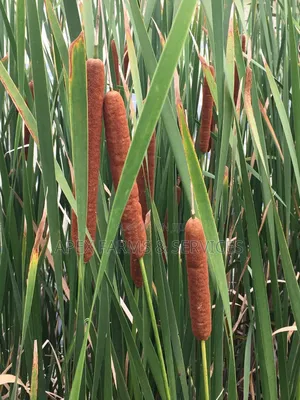 Water Leaf, Kokoo /Taro, &Typha. Etc
