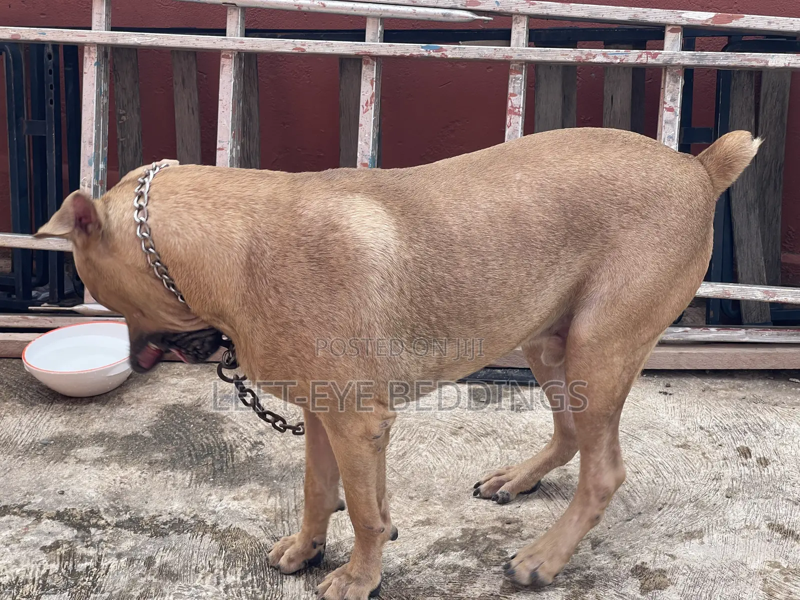 6-12 months Male Purebred Boerboel