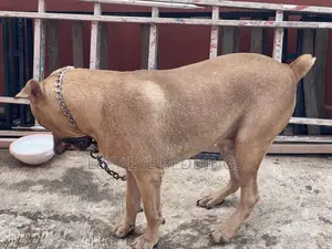 6-12 months Male Purebred Boerboel